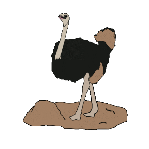 ostrich head in the sand